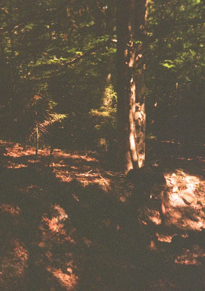 Film photo 6